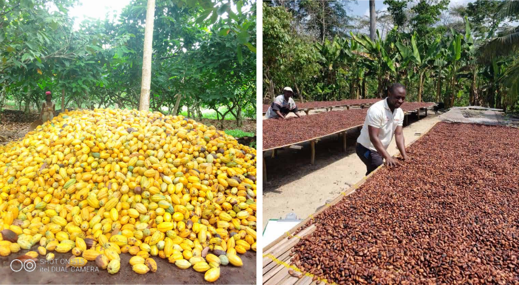 Stockage cacao